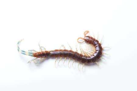 The Giant red Centipede dangerous animal on white background.の写真素材