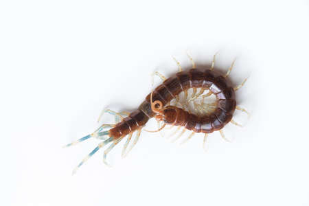 The Giant red Centipede dangerous animal on white background.の写真素材
