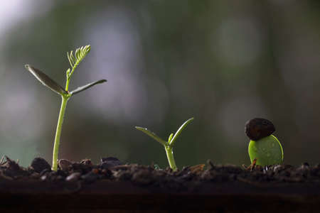 Plant growth from seed tree in nature background.