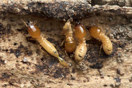 Termite and Termite mound on nature background in Thailand and Southeast Asia.の写真素材