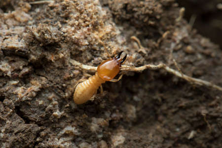 Termite and Termite mound on nature background in Thailand and Southeast Asia.の写真素材