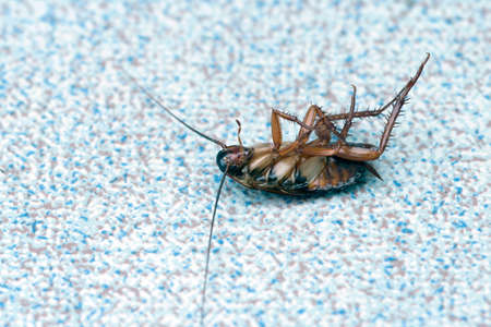 Cockroache dead on nature background.