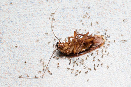 Cockroache dead on nature background.
