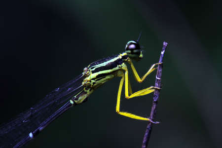 Dragonfly in Thailand and Southeast Asia.の写真素材