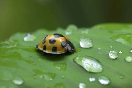 Lady Beetle in Thailand and Southeast Asia.