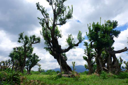 The old trees in Southeast Asia.の写真素材