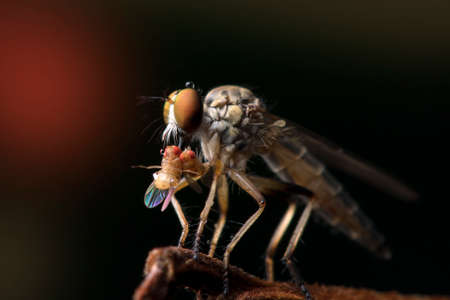 The Robber fly close up in Thailand and Southeast Asia.の写真素材