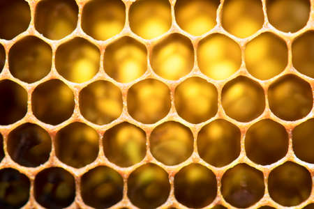 Bee Hive.の写真素材