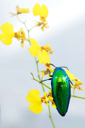 Jewel beetle or Metallic wood-boring beetle in Southeast Asia.の写真素材