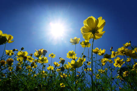 Yellow Cosmos and Sunlight in blue sky.の写真素材