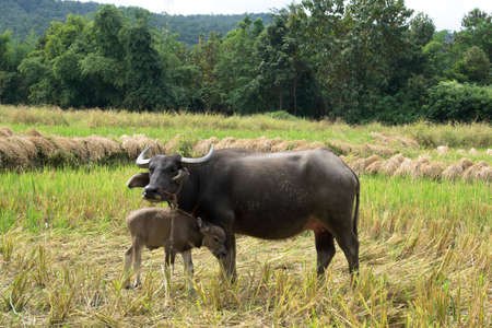 Buffalo with baby on the field grass in Thailand and Asia.の写真素材