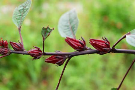 Roselle fruit and flower in garden.の写真素材