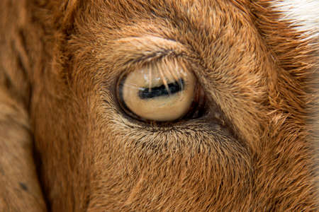 Goats in farm.の写真素材