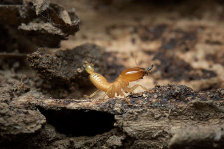 Termite and Termite mound on nature background in Thailand and Southeast Asia.の写真素材