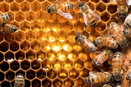 Honey Bee on the hive in Southeast Asia.の写真素材