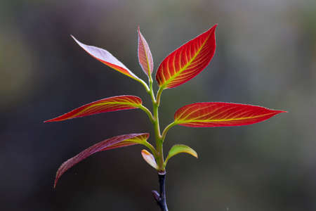 Red leafs in tropical rainforest.の写真素材