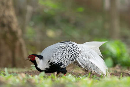 Silver Pheasant Birds in Thailand and Southeast Asia.