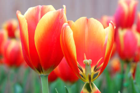 Tulip flowers in garden.