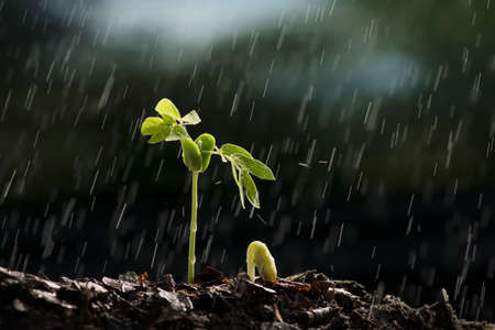 Plants growth from seed with raining.の写真素材