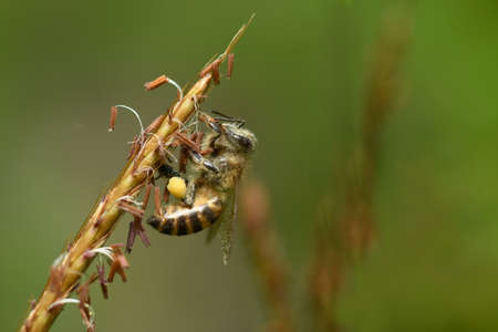 Honey Bee and grass flower in Nature Background.
