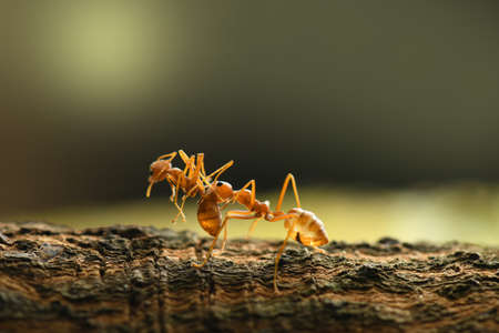 Red Ant in nature background.の写真素材