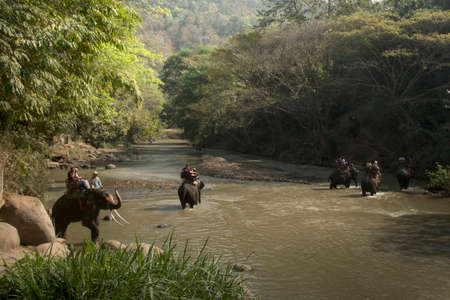 CHIANG MAI, THAILAND - February 23, 2018 : Group of tourists ride on elephants at Mae Ta Man river...