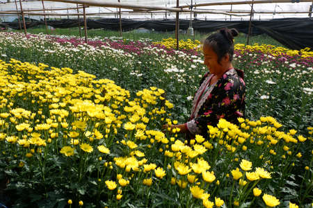 CHIANGMAI, THAILAND - FEBRUARY, 2018 : Thai hill tribe gardening the flowers agricultural farm on the mountain in Thai Royal Project nursery at Chiang Mai, Thailand.のeditorial素材