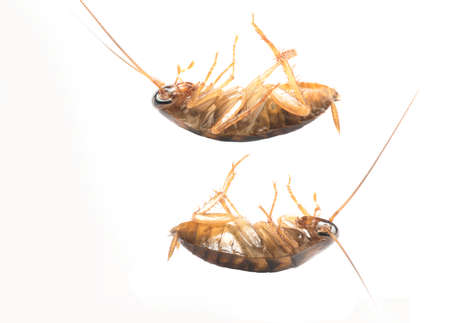 Cockroache nymph on white background.