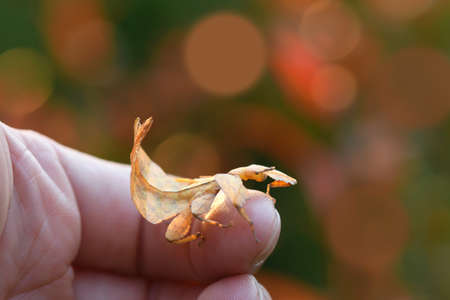Leaf Insect in hand.の写真素材