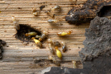 Termite and Termite mound in nature background.