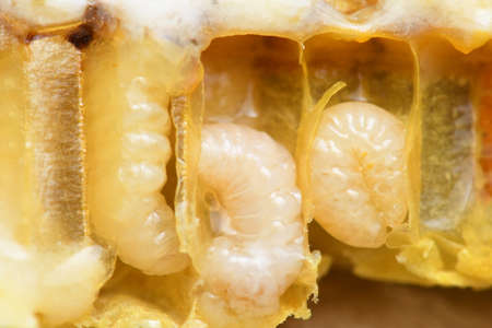 Larva Honey Bee in Beehive.の写真素材
