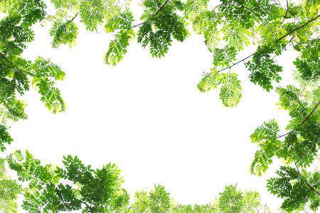 Green leaves on white background for framing.の写真素材