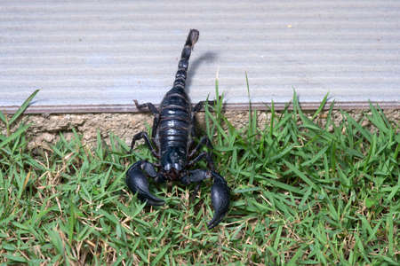 Scorpion on nature background in courtyard.