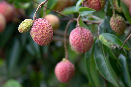 Lychees fruit on the tree in Thailand.の写真素材