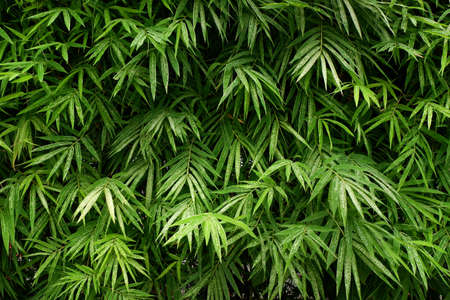 Bamboo leafs pattern for background.の写真素材