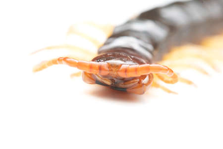 Close up the Giant red Centipede dangerous animal on white background.