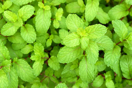 Kitchen Mint or Marsh Mint herb plant in Southeast Asia.