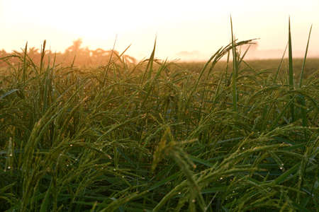 Golden sunshine light on rice paddy field in the morning.