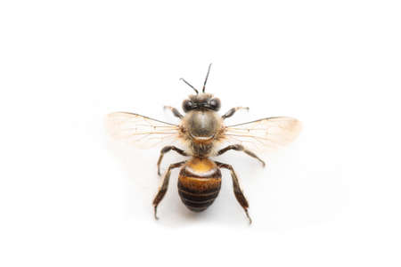 Honey Bee on White Background.の写真素材