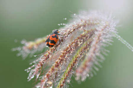 Lady Beetle on nature background in Thailand and Southeast Asia.