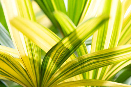 Leaves plant pattern for background.