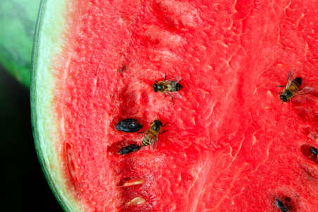 Close up Watermelon fruit on nature background.