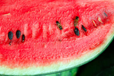 Close up Watermelon fruit on nature background.の写真素材