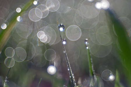 Dew droplets and beautiful bokeh in the morning.の写真素材