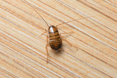 Cockroache nymph on nature background.
