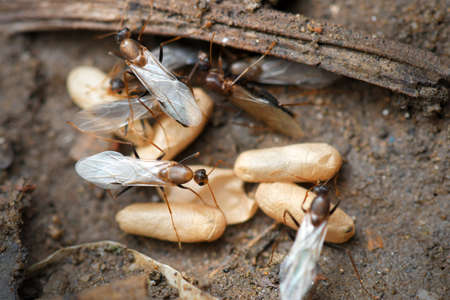 Black Ants with Eggs and Pupa in the nest on nature background.の写真素材
