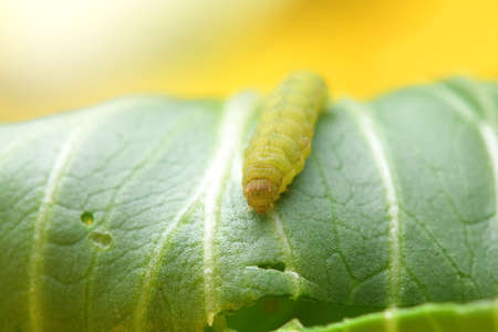 Cabbage Worm or Caterpillar on Vegetable plants.の写真素材