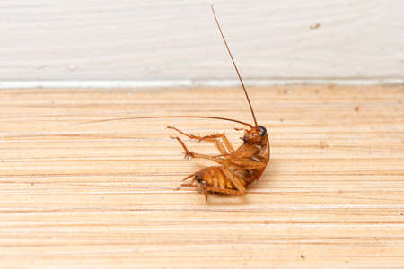 Cockroache dead on floor in the house background.