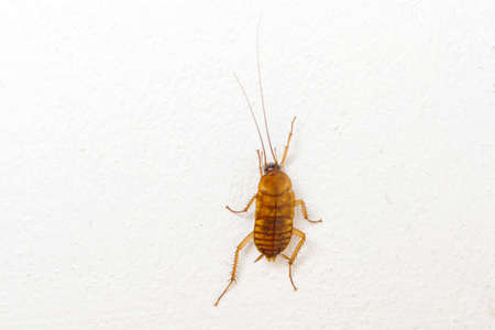 Cockroache dead on floor in the house background.