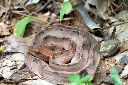 Malayan Pit Viper dangerous snake in Thailand and Southeast Asia.